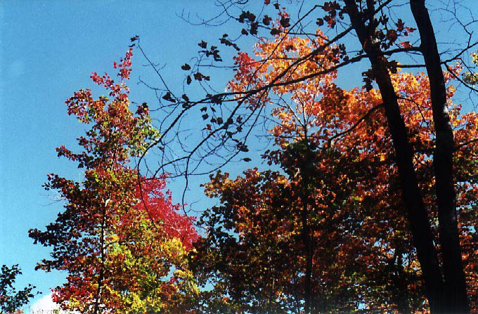 FallLeaves