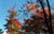 FallLeaves