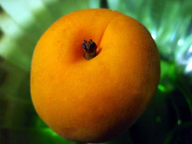 Apricot_Macro