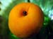 Apricot_Macro